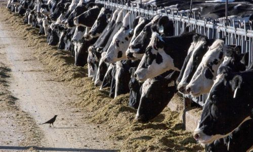 Dairy cattle in Texas and Kansas have tested positive for bird flu