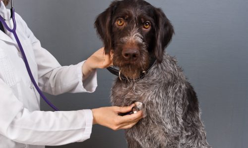 Dogs develop cough after being boarded