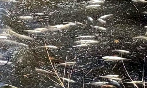 Mild winter likely set stage for Lake Traverse fish kill