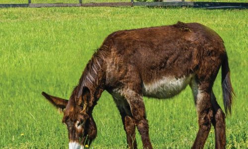 Donkey slaughter in the spotlight