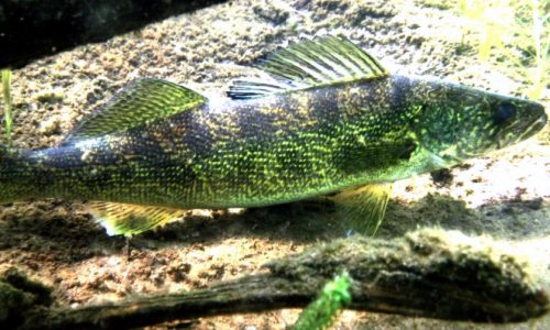 Warmer springs, variable ice-out dates are hurting walleye spawning