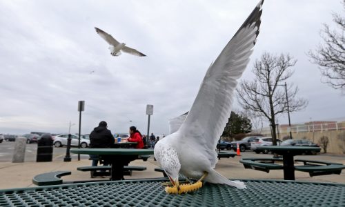 Sullivan’s opens for season at Southie’s Castle Island (photos)