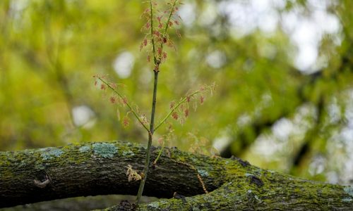 Allergy season arrived early in US. Here’s how to keep pollen from ruining your spring