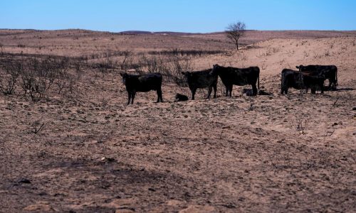 Texas Panhandle ranchers face losses and grim task of removing dead cattle killed by wildfires