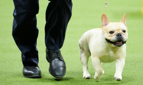 French bulldogs remain the most popular US breed in new rankings. Many fans aren’t happy