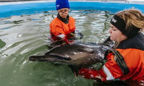 Cape Cod Dolphin Rescue Center treats first stranded dolphin