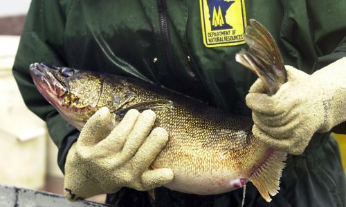 DNR tightens open water fishing regulations for Upper Red Lake