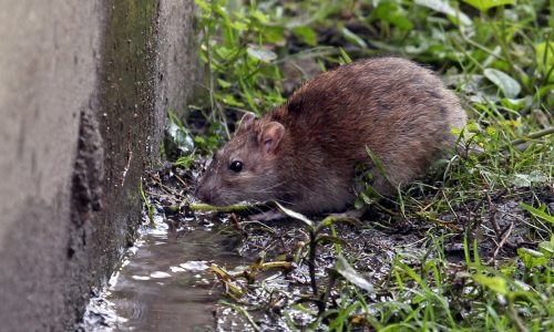 Boston Mayor Wu working to formalize rat czar position, administration official says