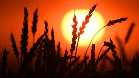 EU sanctions hawk increases Russian grain imports