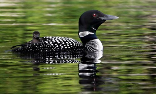 Wisconsin loon decline spurred by more rain, less water clarity, study finds