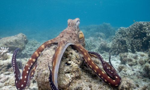 NatGeo uncovers ‘Secrets of the Octopus’