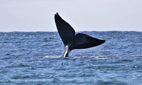 Boston’s Whale Jam concert blends great work, great tunes