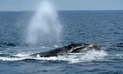 Redfern: Vessels must hit the brakes, not right whales