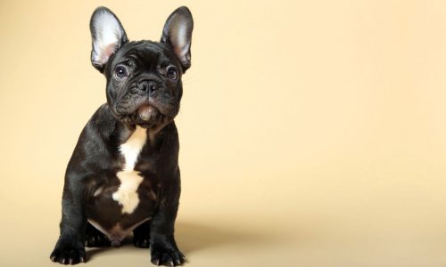 What to know about breeding Frenchies