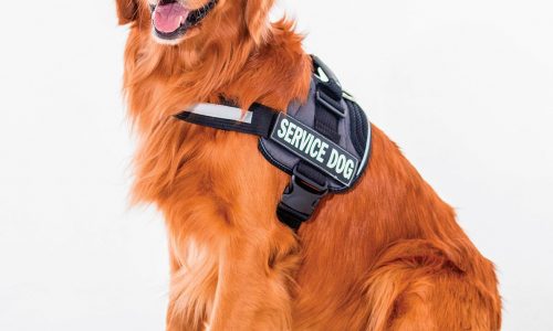 Ganzert: Veterans service dog programs a must-fund