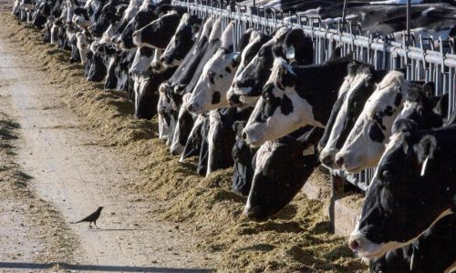 Person is diagnosed with bird flu after being in contact with cows in Texas