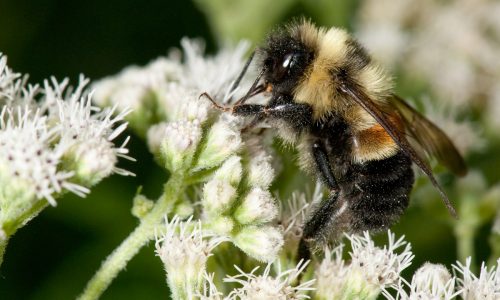 New DNA analysis underscores peril facing Minnesota’s state bee