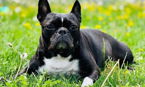 Woman robbed of dog as she’s pushed down during walk in St. Paul