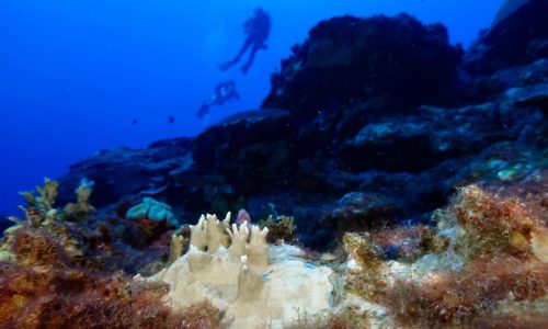 Scientists say coral reefs around the world are experiencing mass bleaching in warming oceans