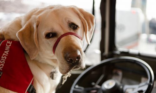 Service dogs take Duck Tour through Boston