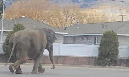 A vehicle backfiring startled a circus elephant into a Montana street. She still performed Monday