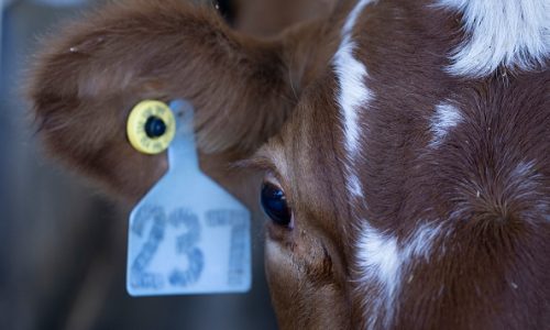Dairy cows in at least 8 states hit with bird flu: What you need to know