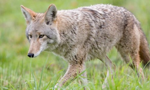 Oakdale: Coyote warning issued after attack of dog in nature preserve