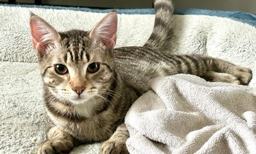 March pet photos from the Morning Report