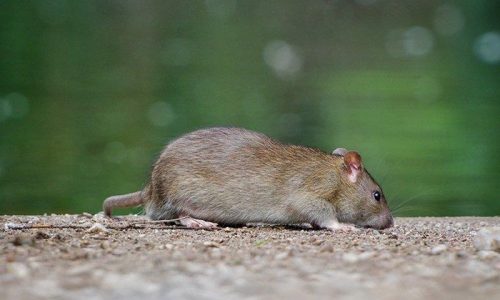 New York Suffers Record Rise in Potentially Deadly Disease Caused by Rat Urine