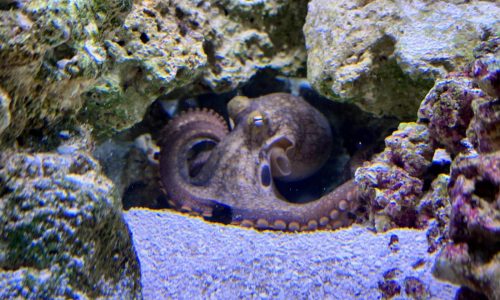 A 9-year-old boy’s dream of a pet octopus is a sensation as thousands follow Terrance’s story online