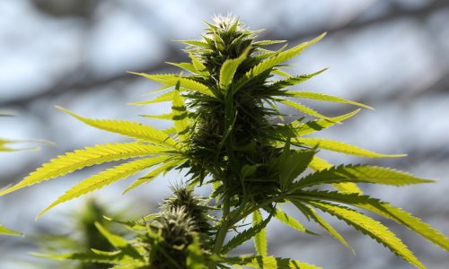 Other voices: Legal marijuana is making roads deadlier