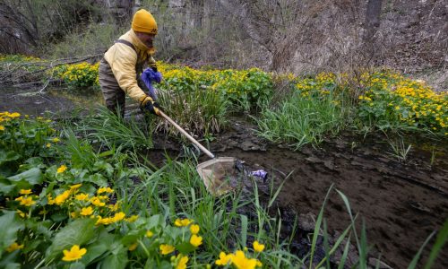 Photos: Bruce Vento Nature Sanctuary gets a little help from St. Paul volunteers