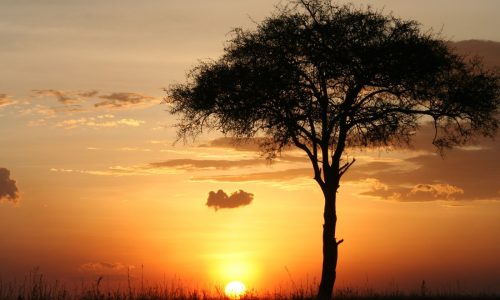 Twin Cities woman, 79, killed in Africa when elephant charges safari vehicle