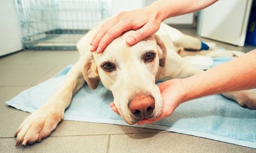 Vets fret as private equity snaps up clinics, pet care companies