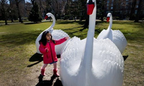 Swan Boats