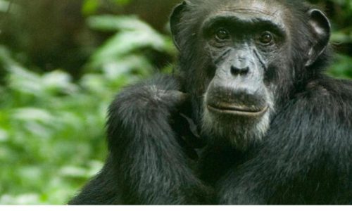 Top 10 Most Intelligent Animals Ranked, Number 5 Would Blow Your Mind