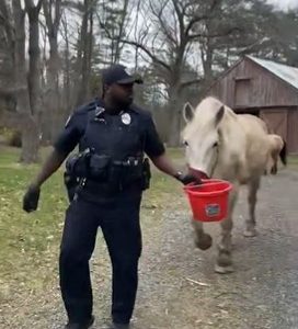 Horses on the lam: Cops corral ‘sneaky horses’ that escaped from New England enclosure