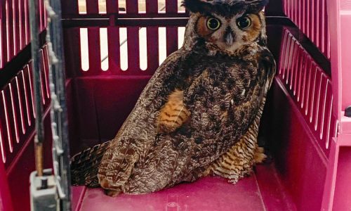 State Police rescue injured owl stranded on Danvers highway Easter morning