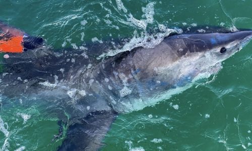 Cape Cod shark researchers get ‘shark’s-eye’ view after putting camera tag on great white