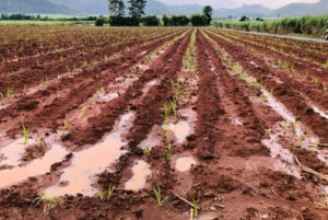 UK Faces ‘Washout Winter’ Impact: Key Crop Shortages May Trigger Price Hikes for Bread, Beer, and Biscuits