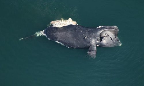 Sharks scavenge carcass of another North Atlantic right whale found dead off East Coast