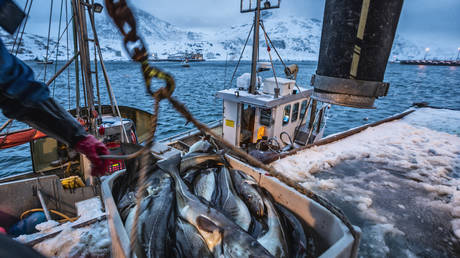 EU facing shortage of cod due to sanctions on Russia – industry leaders