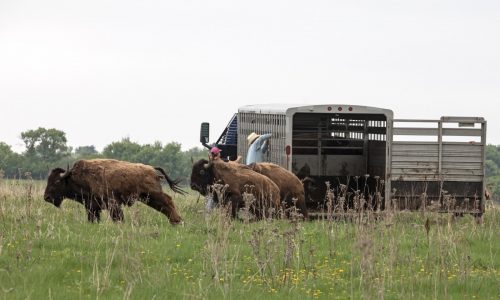 Bison return to Afton’s Belwin Conservancy this weekend