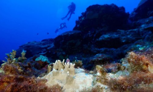 Experts say coral reef bleaching near record level globally because of ‘crazy’ ocean heat