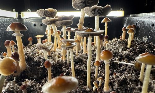 Coalition forming to oppose psychedelics ballot question, argues home-grow is unsafe