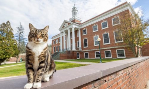 A college puts the ‘cat’ into ‘education’ by giving Max an honorary ‘doctor of litter-ature’ degree