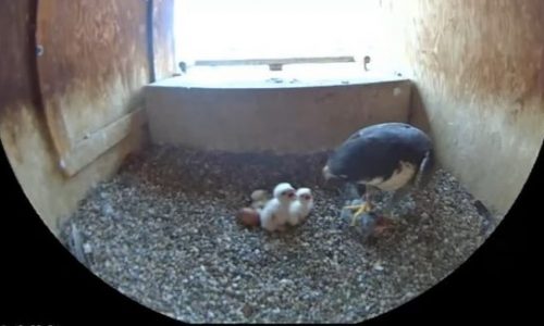 Peregrine falcon chicks hatched and visible on DNR FalconCam in downtown St. Paul