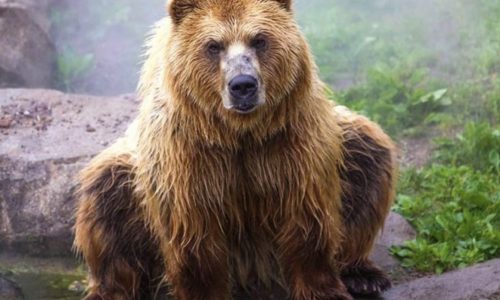 Authorities urge proper cooking of wild game after 6 relatives fall ill from parasite in bear meat