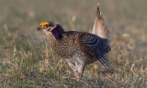 How many bird species nest in Minnesota? A new book has the answer.
