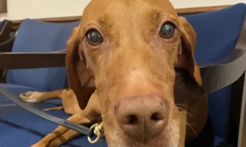 A yummy retirement party for Matka, the Minnesota State Patrol’s explosives-sniffing dog